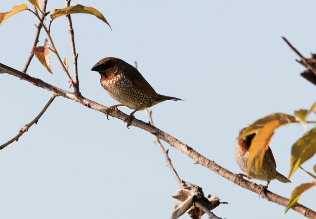 Photo (10): Scaly-breasted Munia
