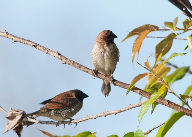 Photo (13): Scaly-breasted Munia