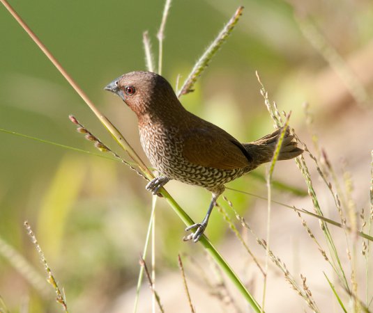 Photo (1): Scaly-breasted Munia