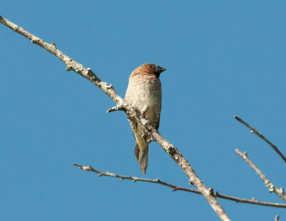 Photo (15): Scaly-breasted Munia