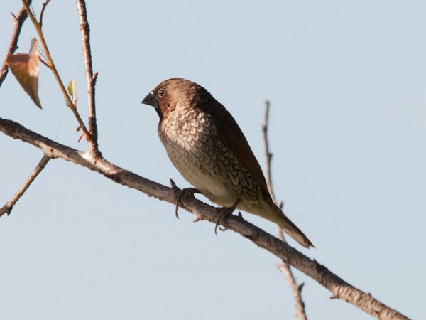 Photo (14): Scaly-breasted Munia