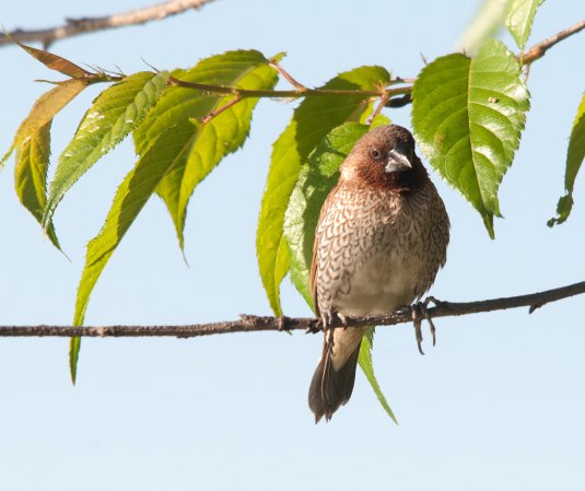 Photo (5): Scaly-breasted Munia
