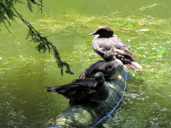 Photo (19): Hooded Merganser