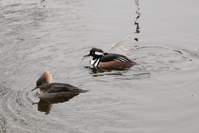Photo (12): Hooded Merganser
