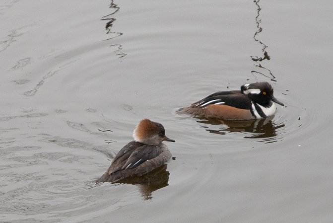 Photo (21): Hooded Merganser