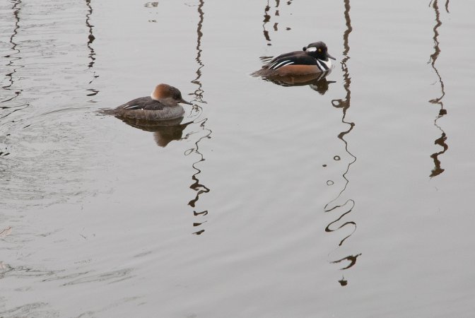 Photo (23): Hooded Merganser