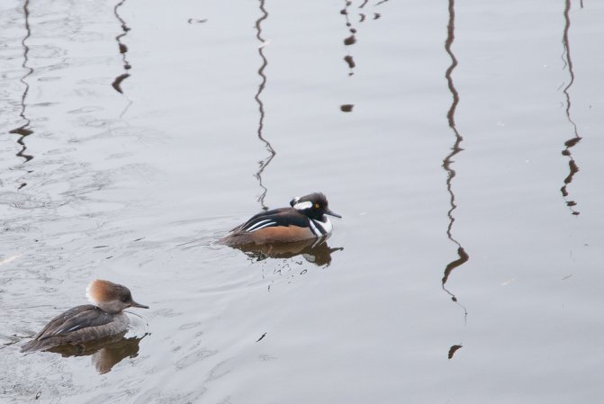 Photo (24): Hooded Merganser