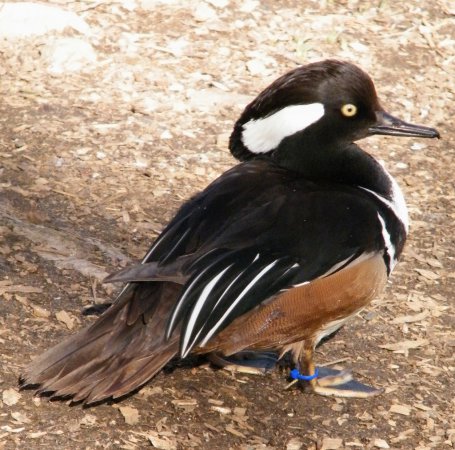 Photo (22): Hooded Merganser
