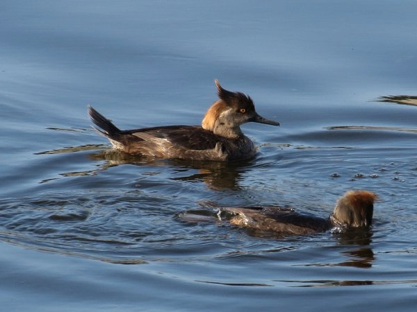 Photo (20): Hooded Merganser