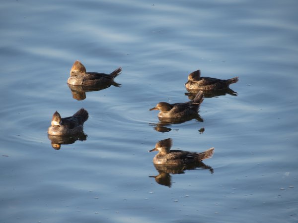 Photo (14): Hooded Merganser