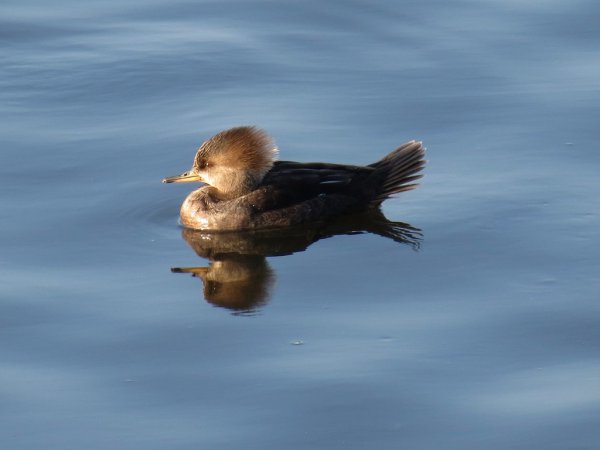 Photo (2): Hooded Merganser