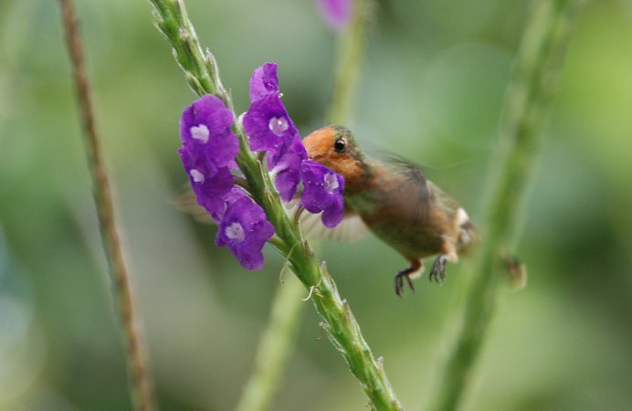 Photo (5): Rufous-crested Coquette