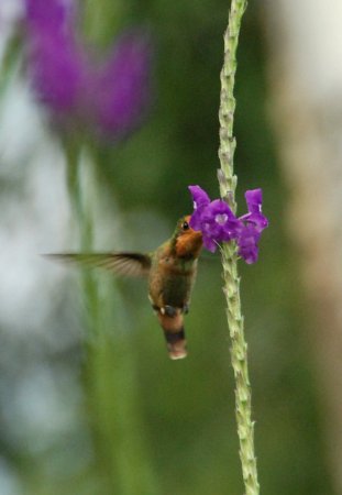 Photo (4): Rufous-crested Coquette