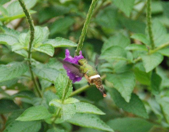 Photo (1): Rufous-crested Coquette