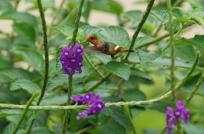 Photo (3): Rufous-crested Coquette