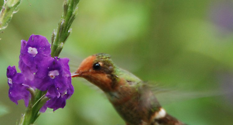 Photo (2): Rufous-crested Coquette