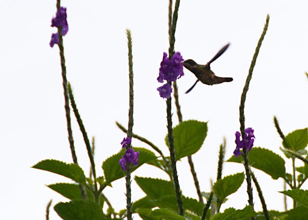 Photo (8): Black-crested Coquette