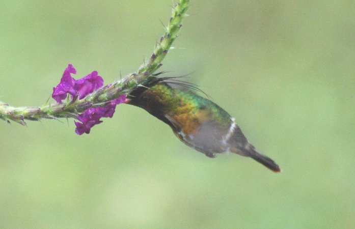 Photo (5): Black-crested Coquette