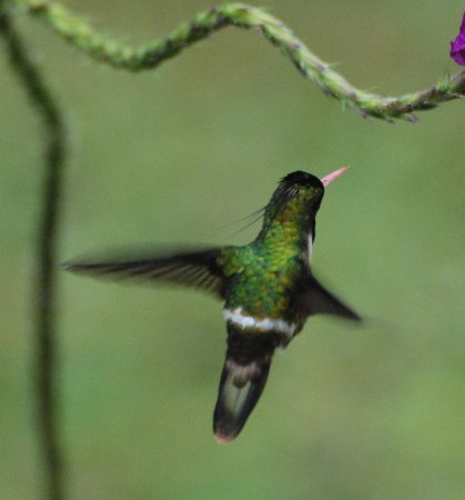 Photo (4): Black-crested Coquette