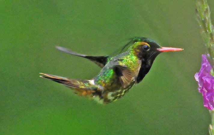 Photo (1): Black-crested Coquette