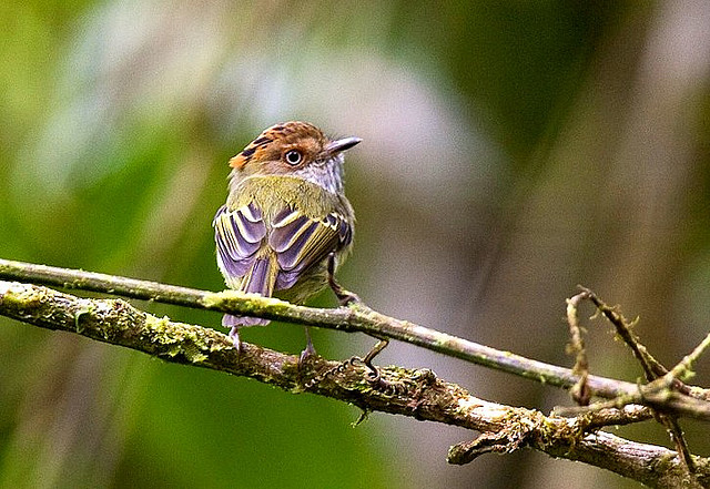 Photo (2): Scale-crested Pygmy-Tyrant