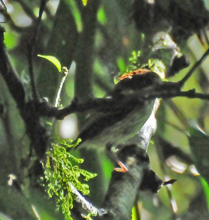 Photo (4): Scale-crested Pygmy-Tyrant