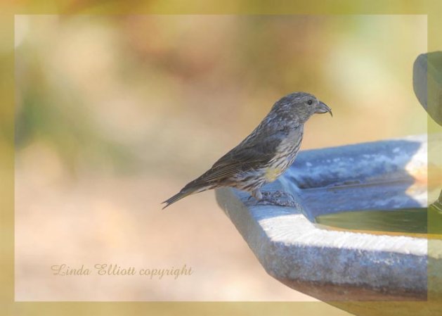 Photo (3): Red Crossbill