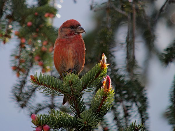 Photo (1): Red Crossbill