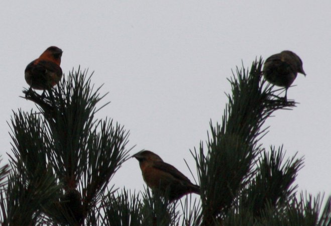 Photo (17): Red Crossbill