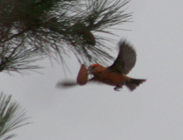 Photo (13): Red Crossbill