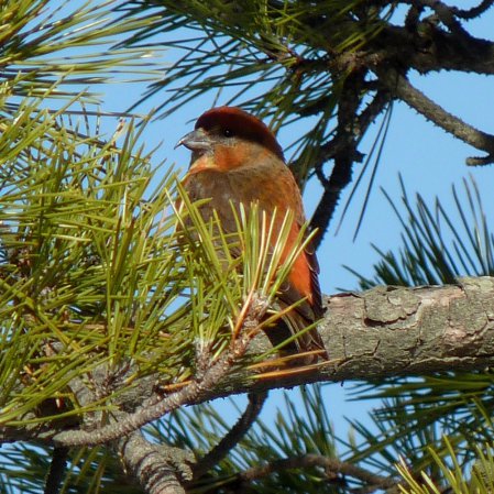 Photo (6): Red Crossbill