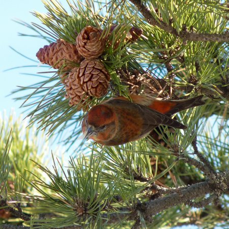Photo (4): Red Crossbill