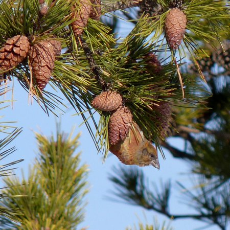 Photo (18): Red Crossbill
