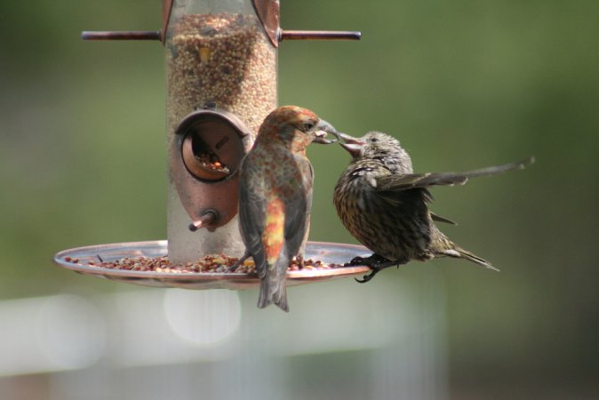 Photo (20): Red Crossbill