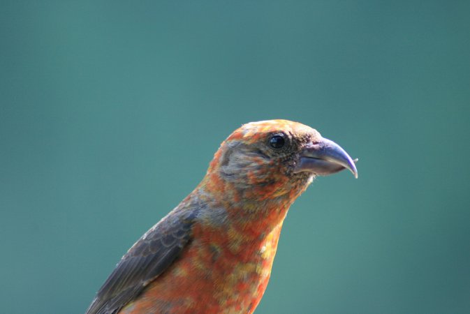 Photo (16): Red Crossbill