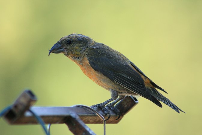 Photo (5): Red Crossbill