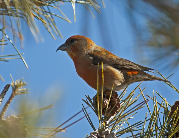 Photo (7): Red Crossbill