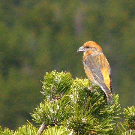 Photo (10): Red Crossbill