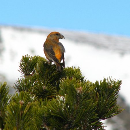 Photo (15): Red Crossbill