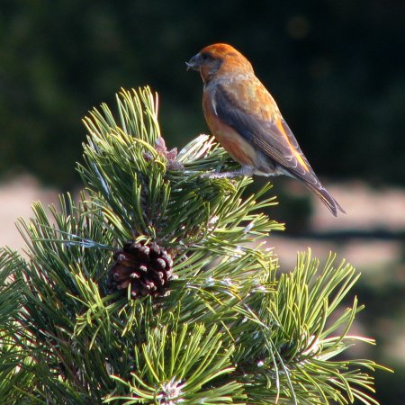 Photo (14): Red Crossbill