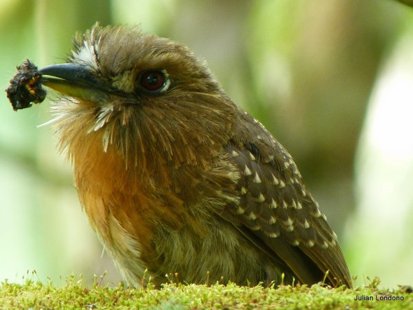Photo (1): Moustached Puffbird