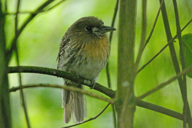 Photo (2): Moustached Puffbird