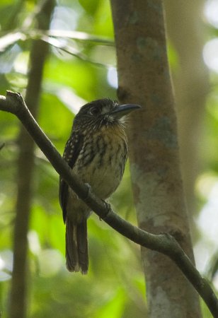 Photo (8): White-whiskered Puffbird