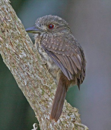 Photo (5): White-whiskered Puffbird