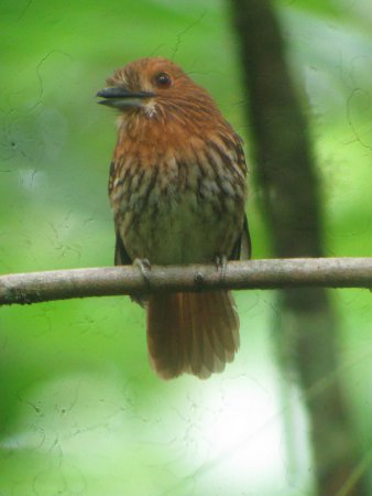 Photo (2): White-whiskered Puffbird