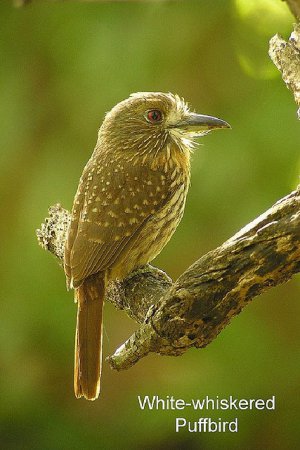 Photo (12): White-whiskered Puffbird