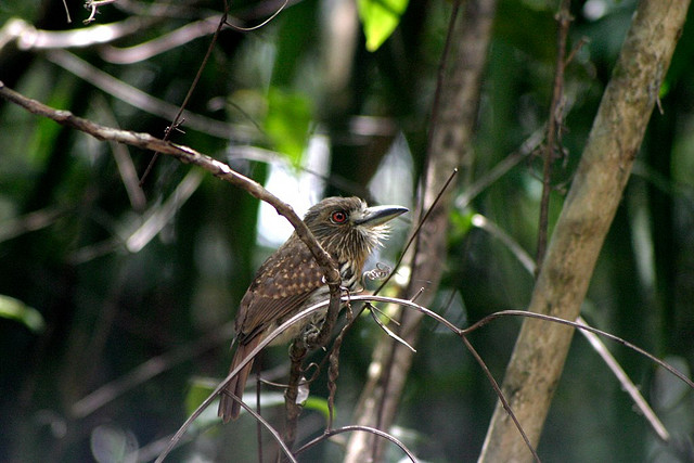 Photo (9): White-whiskered Puffbird