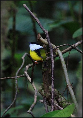 Photo (1): White-collared Manakin
