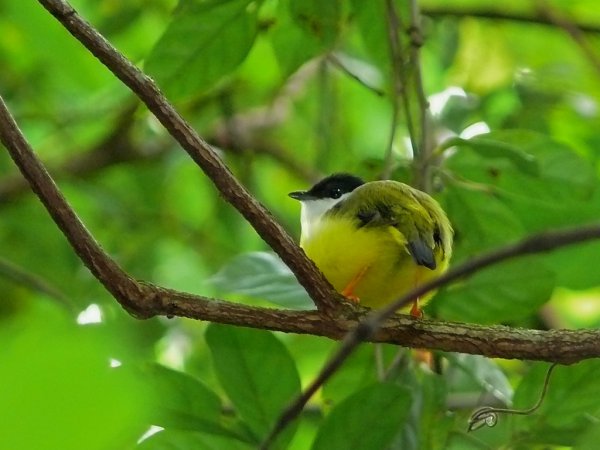 Photo (10): White-collared Manakin