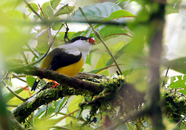 Photo (9): White-collared Manakin